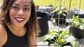 How I Trellis My Squash amp Zucchini Plants Gardening 2022 Container Gardening Small Space Gardening [upl. by Ynaffit]