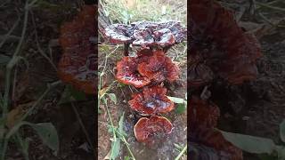 Lichens in nacher NATURELOVERS❣️❣️subscribe 👍👍👍 [upl. by Suirauqram]