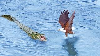 Eagle Steals from Crocodile Croc Steals it Back [upl. by Uy778]