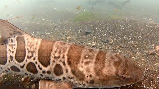 Leopard Shark Nursery Santa Barbara Island [upl. by Decker]