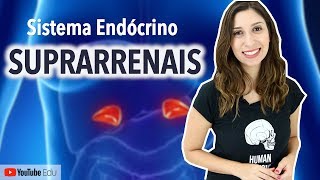 Suprarrenais Sistema Endócrino  Anatomia e etc [upl. by Cheryl]