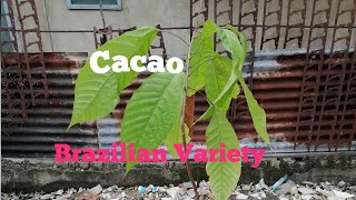 TANUM UG CACAO  BRAZILIAN VARIETY [upl. by Austreng]