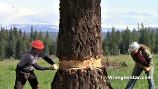 Felling Giant Tree With Crosscut Saw [upl. by Mathias]