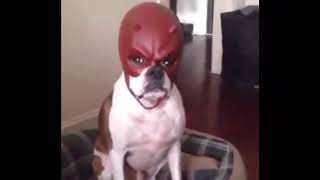 dog with daredevil mask meme no watermark for tiktok [upl. by Allista66]