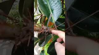 rubber tree drafted youtubevideos youtubeshorts drafted drafting halamanan flowers [upl. by Enna249]