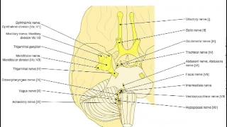 IMAIOS eanatomy [upl. by Yrak]