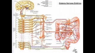 SISTEMA NERVIOSO ENTERICO sistemanerviosoenterico intestinosegundocerebro histologiaintestino [upl. by Eiramanel661]