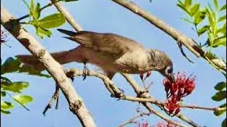 Little Friarbird at Atkinson Dam [upl. by Dwan]