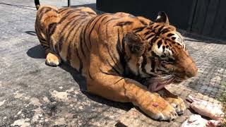 Alcyone A Siberian Tiger Growling At A Caretaker Not At Me [upl. by Zollie]