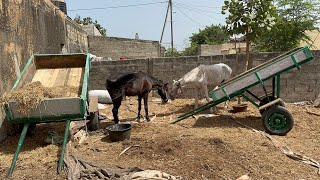 Découvrez les 2 charrettes et 2 chevaux 🐎 LAMB NDOUBAB JOAL FADIOUTH les 06 07 et 08 JUIN 2024 [upl. by Learsi393]