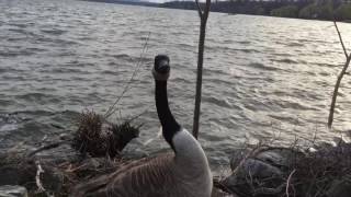 Canada goose very angry [upl. by Atiana]