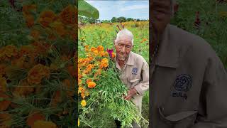 Apoyemos a los campesinos mexico🇲🇽 cultura cosecha diademuertos [upl. by Rojam]