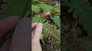 The common polypody Polypodium vulgare nature fern plants [upl. by Anerac768]