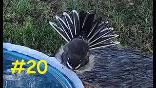 Hyperactive Grey fantail gets super fluffy after a long bath  Rhipidura albiscapa [upl. by Ahsiekal]