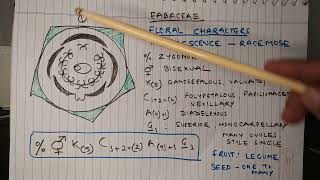 Description of Fabaceae Family Morphology Biology [upl. by Mundford]