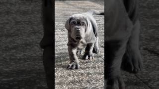 Neapolitan Mastiff Transformation 😱  Mastino Napoletano [upl. by Haorbed]