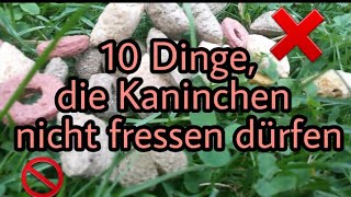 10 Dinge die du deinem Kaninchen nicht verfüttern solltest [upl. by Avuha]