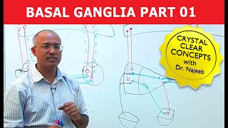 Basal Ganglia  Neuroanatomy  Part 13 [upl. by Edwin]