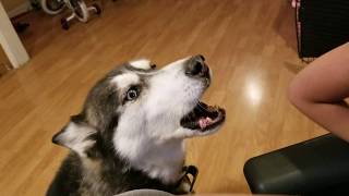 Siberian Husky Howling to His Own Video [upl. by Cl]