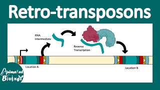 Retrotransposons  Retroviral retro transposon  Non LTR retrotransposon  LINEs and SINEs  molbio [upl. by Nannahs135]