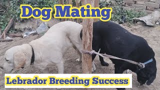 Dog Mating l Dog Mating Success Labrador [upl. by Urian]