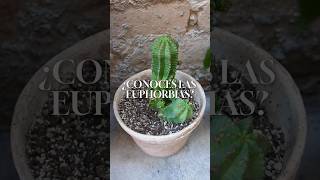 ¿Conoces las Euphorbias 🌵🌱🍃🍀💫plantas plantlover [upl. by Sybil667]