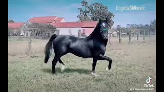 Ergela Milković  Stud of black Lipizzan  Maestoso Ropi 6243 [upl. by Parcel641]