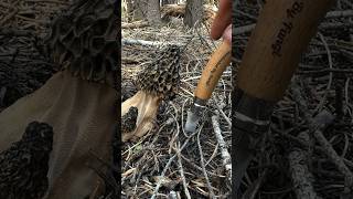 Morel Mushroom Morchella Harvesting ASMR w Opinel No 08 Mushroom Knife [upl. by Ynohtnaed958]