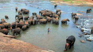 Pinnawala Elephant Orphanage [upl. by Anitirhc]