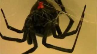 Hunting Black Widow Spiders Part 2 [upl. by Rozalin141]