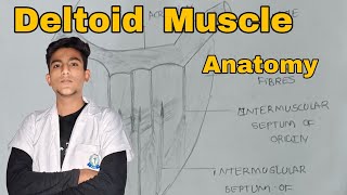 Deltoid Muscle Anatomy  upper limb Anatomy Hindi [upl. by Allyn]