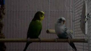 Chirping Parakeets [upl. by Riki66]