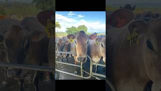 Louise and Lottie are going to a show next week Wednesday and my two calves can’t wait [upl. by Imogene]