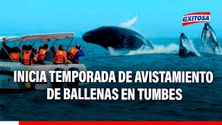 🔴🔵Inicia temporada de avistamiento de ballenas en Tumbes Espera recibir 25 mil turistas [upl. by Fawn]