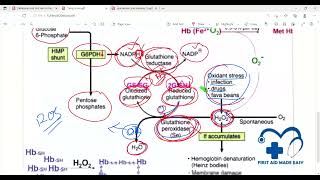 Review 2nd half Immunology  First Aid Lectures  Lec33 drjamillectures drjameellectures drjamil [upl. by Dis]