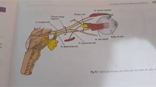 Nervos Cranianos para odontologia  Resumo [upl. by Teilo]