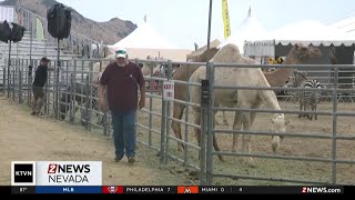 Ostrich and camel races bring fun to Virginia City [upl. by Nasus]