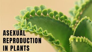 Reproduction in plants  Asexual reproduction in plants  Vegetative propagation  Science [upl. by Schoenburg]