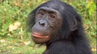 Bonobos  Science Nation [upl. by Aniram]