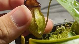 Review nepenthes aristolochioides x spectabilis x hamata BE4574 [upl. by Maximilianus]