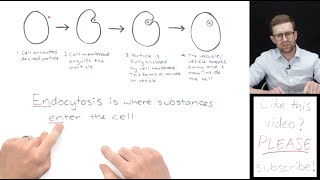 What is Endocytosis [upl. by Adnah299]