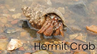 Hermit Crab [upl. by Strickland]