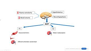 Vassopressin and desmopressin Hormones of posterior pituitary gland [upl. by Cahan]