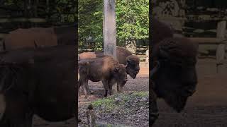 Wisent im Naturpark Bison in the nature park [upl. by Nylessej818]