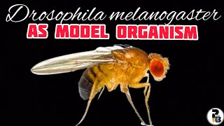 Drosophila melanogaster As a Model Organism paperpenbiology [upl. by Crista]