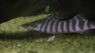 Brachyplatystoma Tigrinum  The tiger shovelnose [upl. by Niac]