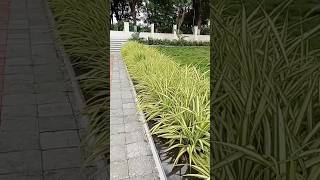 Pandanus Plant Garden Ideas 💚 pandanus garden [upl. by Naid]