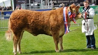 Interbreed Cattle Judging at Balmoral Show 2013 [upl. by Isahella]