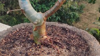 BONSAI PLANT FOR BEGINNER  GUGGUL PLANT  MUKUL PLANT commiphora wightii [upl. by Keele]