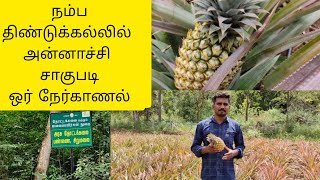 அன்னாச்சி பழம் சாகுபடி pine apple cultivationannachi palam saagupadi [upl. by Dnomsad478]